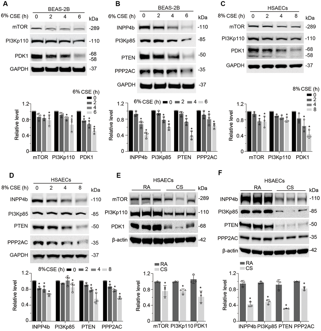 CSE suppresses PI3K/AKT cascade in epithelial cells. (A, B) BEAS-2B cells were treated with CSE at various time points as indicated. Cells lysates were analyzed with mTOR, PI3Kp110, PDK1, INPP4b, PI3Kp85, PTEN, PPP2AC, PRMT6, and GAPDH immunoblotting. The densitometry of the blots was presented in the lower panel. (C, D) HSAECs cells were treated with CSE at a course of time as indicated. Cells lysates were analyzed with mTOR, PI3Kp110, PDK1, INPP4b, PI3Kp85, PTEN, PPP2AC, PRMT6, and GAPDH immunoblotting. The densitometric results were plotted in the lower panels. (E, F) HSAECs cells were exposed to room air or cigarette smoke. Cells lysates were collected and analyzed with indicated antibodies immunoblotting. RA: room air; CS: cigarette smoke. The densitometric blots were showed in the lower panel of each figure. Results were representative of n=3 experiments. Statistical significance was indicated as *: p 