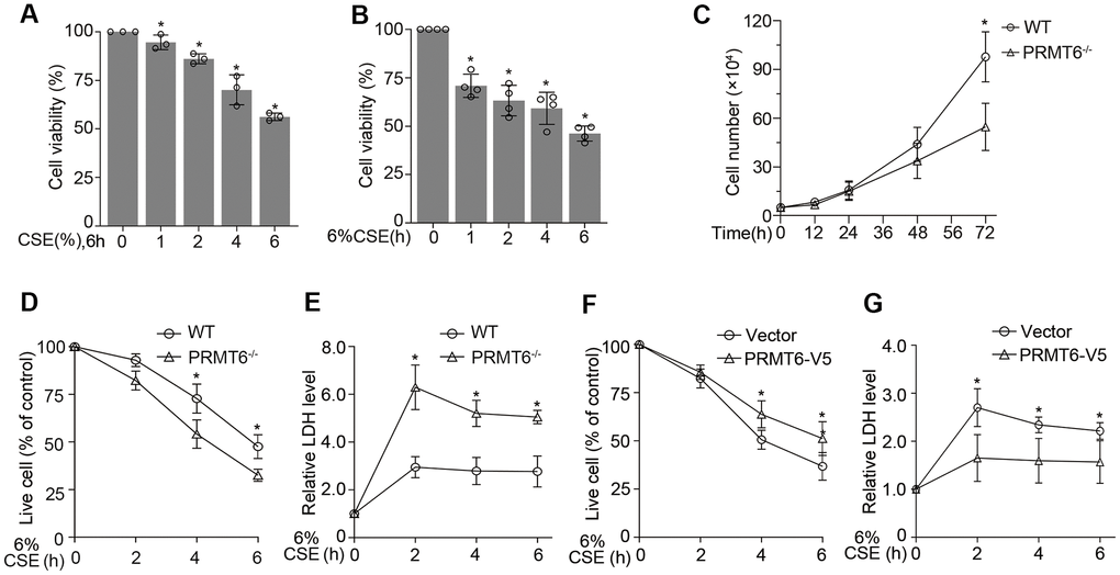 PRMT6 overexpressed epithelia are protected from CSE driven cell death. (A, B) BEAS-2B cells were treated with various concentrations of CSE at indicated time points. Cell viability was measured with MTT assay. (C) 5×104 cells of WT or PRMT6-/- cell were cultured for a variety of time points, then stained by trypan blue and counted by TC10 automatic cell counter. (D) The trypan blue stained cells were counted by TC10 automatic cell counter. The percentage of live cells relative to control group after CSE treatment in WT and PRMT6-/- groups were presented. (E) LDH assay was used to determine cell death induced by CSE treatment in WT and PRMT6-/- groups. Relative LDH activity indicated the epithelial cell death rate were plotted. (F) 3 μg of pcDNA3.1D-PRMT6-V5 plasmid and control plasmid were transfected into BEAS-2B cells via electroporation. After 48h, the vector and PRMT6 overexpressed BEAS-2B cells were treated with CSE at various time points. The percentage of live cells were counted and compared with control. (G) Relative LDH activity under CSE treatment in vector and PRMT6-V5 overexpressed group were determined with LDH assay. Results were shown as mean ± SD and representative of n≥3 experiments. Statistics were measured by 1-way and 2-way ANOVA or Student t test, *p 
