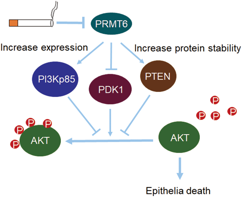 PRMT6-pAKT axis is crucial in CSE-induced epithelia death. Cigarette smoke reduces PRMT6 at both mRNA and protein levels. Decreased PRMT6 promotes PI3Kp85 expression and increases the protein stability of PTEN. Changes of PI3Kp85 and PTEN, as well as decreased PDK1, reduce the total phosphorylation level of AKT. Lower level of AKT phosphorylation in turn promotes cigarette smoke-induced lung epithelial cell death.