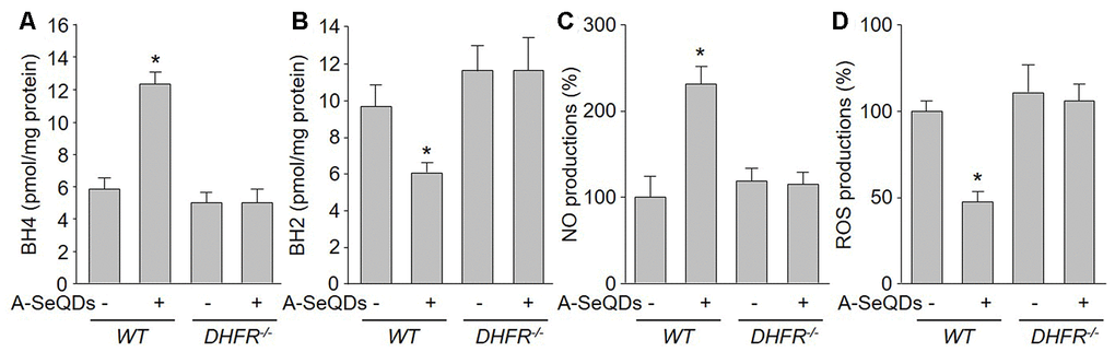 Gene deletion of DHFR abolishes the effects of A-SeQDs on BH4 salvage synthesis and eNOS recoupling in pulmonary arteries isolated from monocrotaline-injected mice. The experimental protocol was shown in Supplementary Figure 3A. Three weeks after monocrotaline injection, pulmonary artery isolated from mice were subject to measure BH4 in (A), BH2 in (B), NO productions in (C), and ROS productions in (D). All data were expressed as mean ± SEM. 10-15 mice were in each group. *PVS WT alone. A one-way ANOVA followed by Tukey post-hoc tests was used to produce the P values.