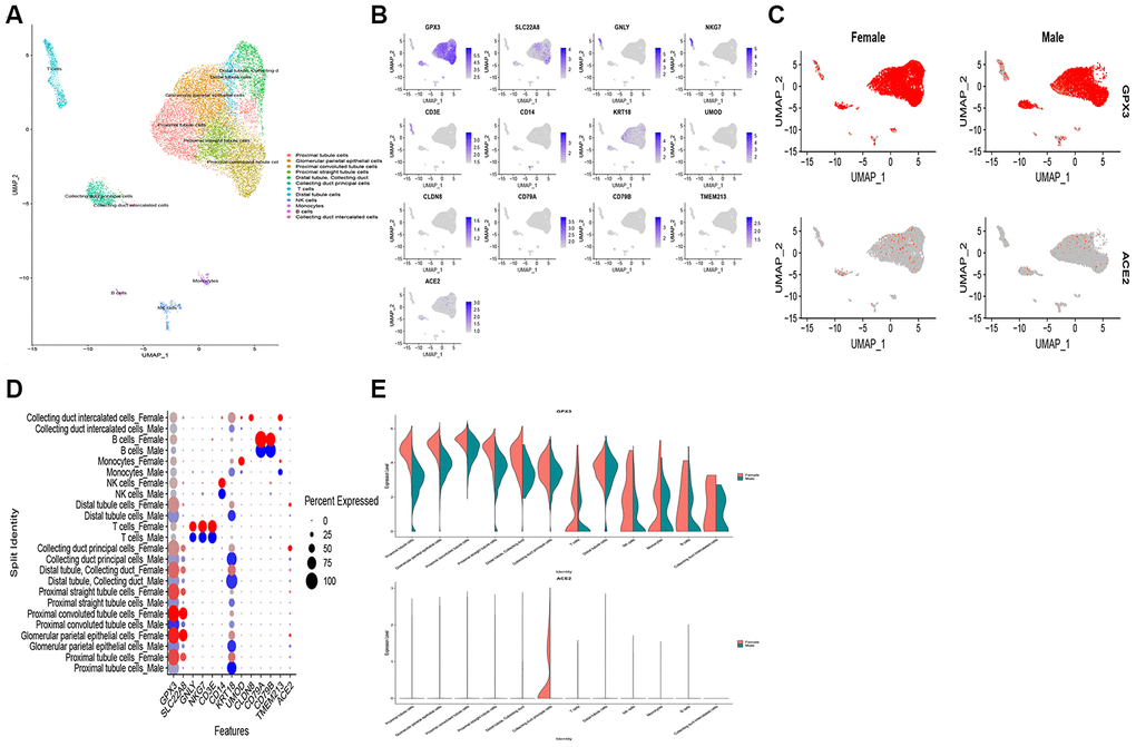 Single-cell RNA-seq analysis of healthy kidney tissues in humans from publicly dataset. (A) Twelve-cell types were identified by the cell markers, cells were clustered by the UMAP method; (B) Scatter plots of all the cells with ACE2 and other gene expressions; The scatter plot (C), dot plot (D) and violin plot (E) exhibits the disparities of ACE2 expression in gender.