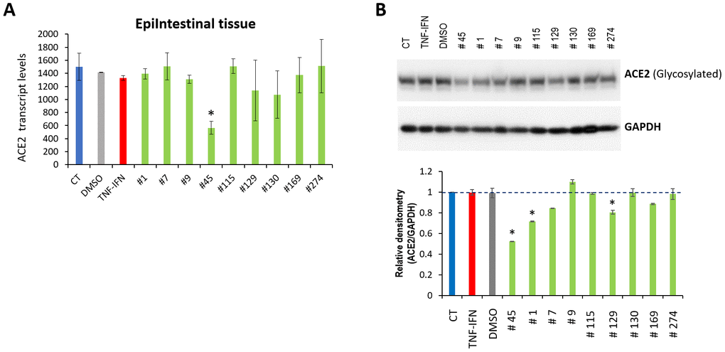 Effects of novel C. sativa extracts on the levels of ACE2 in the EpiIntestinal tissue models upon induction of inflammation by treatment with TNFα/IFNγ. (A) Total RNA was isolated from 3D EpiItestinal tissues and subjected to RNA-Seq analysis as described in the “Methods”. The levels of ACE2 gene expression is presented as an average (with SD) from two samples. * - Statistically significant, ANOVA-like analysis and pair-wise comparison, as per Materials and Methods. (B) Two tissue samples were used per treatment group. Whole lysates prepared from EpiIntestinal tissues were subjected to Western blotting using antibody against ACE2 as described in the “Methods”. The relative densitometry is presented as an average (with SD) from three technical repeat measurements. * - p