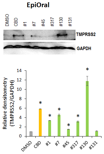Effects of novel C. sativa extracts on the levels of TMPRSS2 in the normal uninduced EpiOral tissue models. Three tissue samples were used per treatment group. Protein extracts were prepared from each sample, and equal amounts of each sample in each group were pooled together. Each bar is an average (with SD) from three technical repeat measurements. * - p
