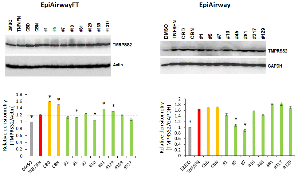 Effects of novel C. sativa extracts on the levels of TMPRSS2 in the EpiAirway-FT (A) and EpiAirway (B) tissue models upon induction of inflammation by treatment with TNFα/IFNγ. Three tissue samples were used per treatment group. Protein extracts were prepared from each sample, and equal amounts of each sample in each group were pooled together. Each bar is an average (with SD) from three technical repeat measurements. * - p