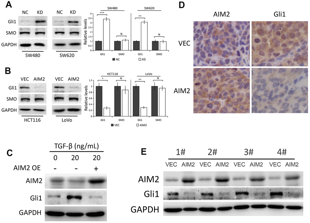 AIM2 inhibits Gli1 expression independent of SMO. (A) Western blots of Gli1 and SMO protein expression in SW480 and SW620 cells stably transfected with control-shRNA (NC) or shRNA against AIM2 (KD). GAPDH as a loading control. Each experiment was performed at least triplicate and the bands were quantified and presented as the mean±SEM. (B) Western blots of Gli1 and SMO protein expression in HCT116 and LoVo cells stably transfected with empty vector (VEC) or plasmid encoding human AIM2 (AIM2). GAPDH as a loading control. Each experiment was performed at least triplicate and the bands were quantified and presented as the mean±SEM. (C) Western blots of AIM2 and Gli1 protein expression in HCT116 cells treated with 20 ng/mL TGF-β for 48 h. (D) Representative images of IHC staining of AIM2 and Gli1 in subcutaneous tumors derived from HCT116 (VEC vs. AIM2) cells. (E) Western blots of AIM2 and Gli1 protein expression in subcutaneous tumors. N, nonsignificant, *P