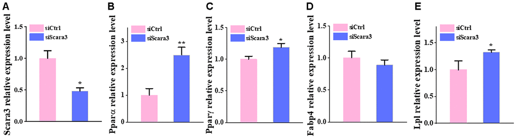 The deficiency of Scara3 inhibits adipogenic differentiation in vitro. The Ad-MSCs were transfected with NC siRNA and Scara3 SiRNA followed by adipogenic differentiation. (A) qRT-PCR analysis of depletion of Scara3. (B–E) qRT-PCR analysis of the relative levels of Pparα (B), PPARγ (C), Fabp4 (D), and Lpl (E). Error bars show standard deviation. *P 