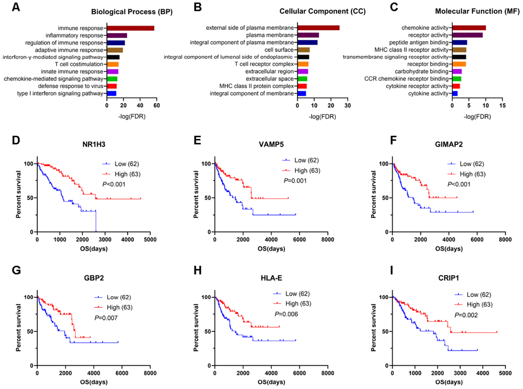 Genes for survival prediction among sarcoma patients. (A–C) Enrichment analysis of good survival-related genes among sarcoma patients. (D–I) The Kaplan-Meier survival curves for sarcoma patients further separated into the high and low expression groups based on the quartiles of the NR1H3, VAMP5, GIMAP2, GBP2, HLA-E and CRIP1 mRNA levels, separately.