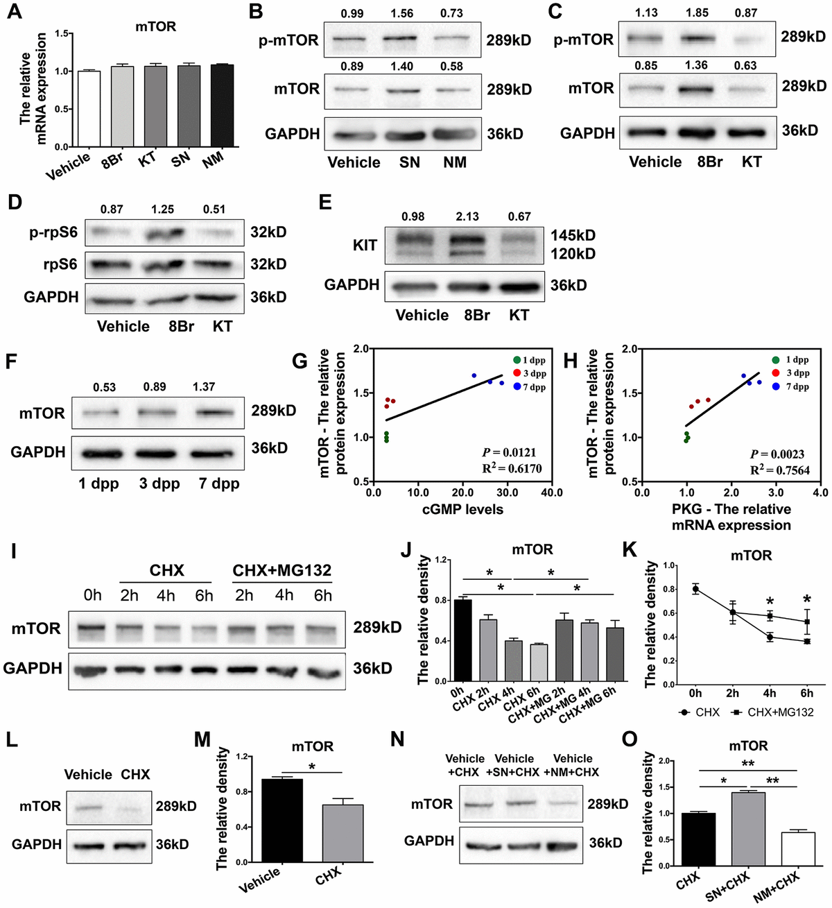 The Endothelial Nitric Oxide Synthase Cyclic Guanosine Monophosphate