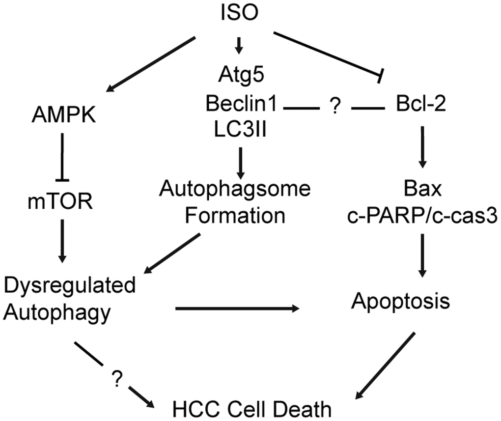 Schematic diagram of the mechanism underlying ISO’s anti-HCC effects. ISO exposure activates AMPK and inhibits mTOR signaling in HCC cells, leading to upregulation of Atg5, Beclin-1 and LC3B-II and autophagosome formation (1). ISO-induced cell death is effectively alleviated by autophagy blockade (3-MA; si-Atg5) and further enhanced by autophagy stimulation (RAPA), indicating that autophagy activation contributes to ISO-induced cell death. In parallel, activation of the mitochondrial-dependent intrinsic apoptotic pathway is evidenced by a concomitant increase in cleaved caspase-3, cleaved PARP, and the Bax/Bcl-2 ratio (2).
