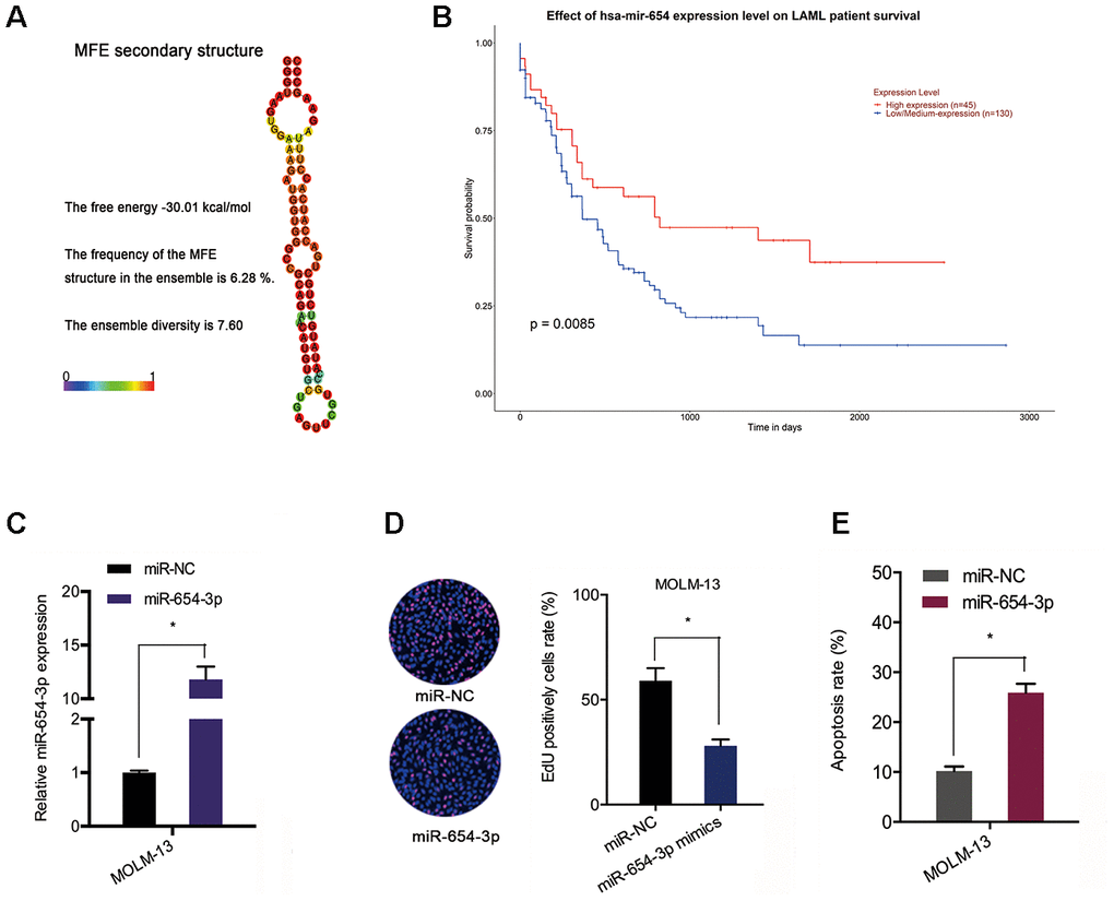 MiR-654-3p reduced AML cell progression. (A) The secondary structure of miR-654-3p. (B) TCGA database showed that reduced miR-654-3p levels was related to poor OS in AML patients. (C) The transfection efficiency of miR-654-3p mimics in AML cells. (D, E) MiR-654-3p mimics decreased AML cell growth and stimulated cell apoptosis in vitro. *P