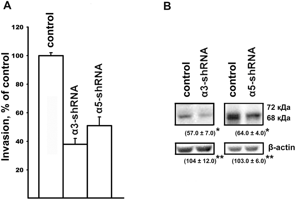 Effect of α3β1 or α5β1 on in vitro invasion (A) and the level of MMP-2 collagenase (B) in SK-Mel-147 cells. (A) and the level of MMP-2 collagenase (B) in SK-Mel-147 cells. (A) The cells were transduced with the control or α3/α5 shRNA vectors, applied on matrigel and treated as described in Materials and Methods. The number of migrated cells transduced with the control vector was taken as 100%. Results of four independent experiments are shown (M ± SEM). (B) Cell lysate proteins were run on SDS-PAGE and western-blotted as described in Materials and Methods. The blots were probed with 1:300 dilution of MMP-2 antibodies and treated as described in Materials and Methods. Shown are representative blots. Numbers below the bands indicate the ratio (%) protein level in integrin shRNA transfected cells compared to control shRNA transfected cells normalized against β-actin. Results of three independent experiments are shown (M ± SEM). *ρ 