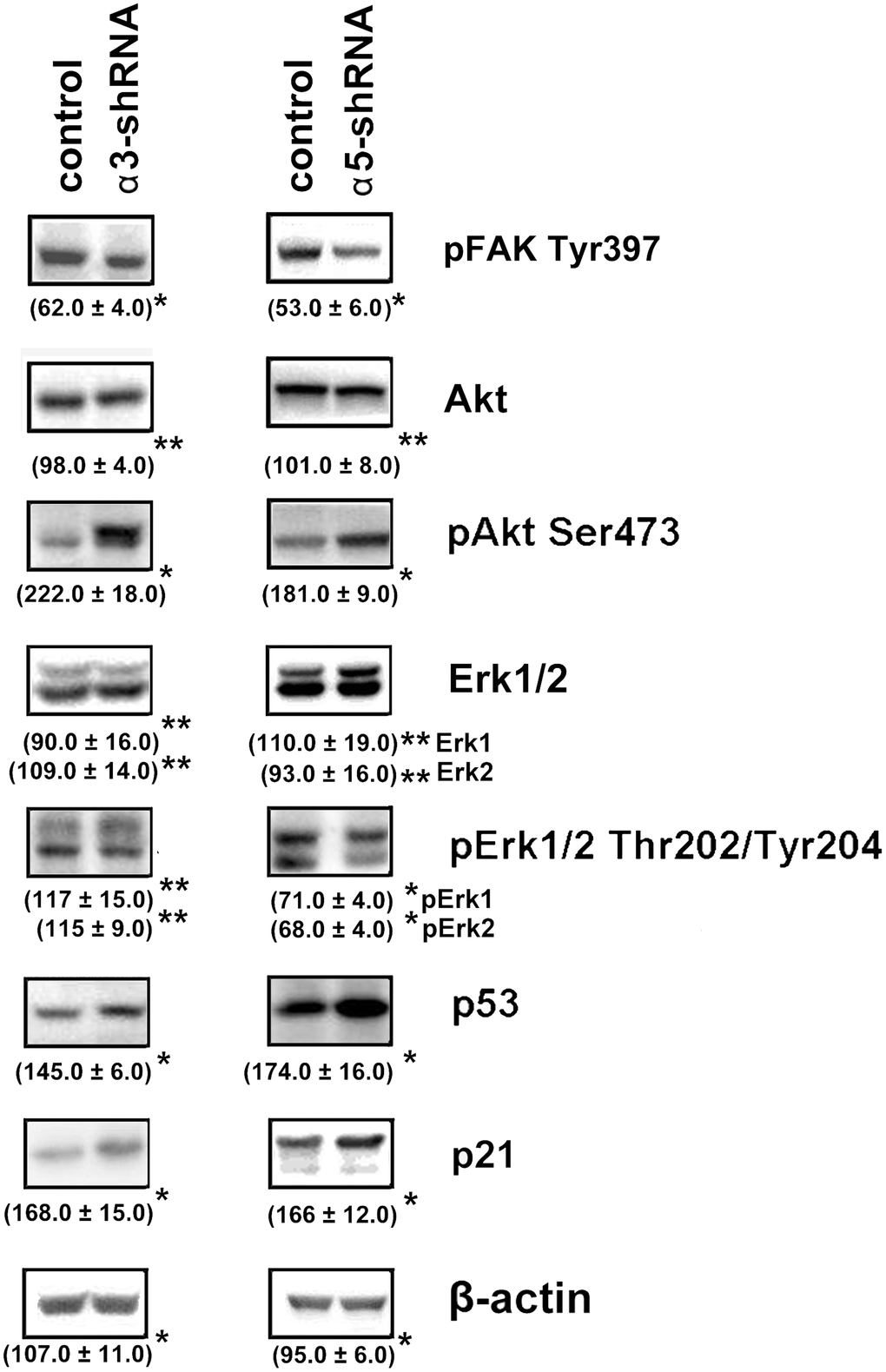 Effect of knock-down of α3β1 or α5β1 on expression of signaling proteins in SK-Mel-147 cells. The cells were transduced with the scrambled shRNA or α3/α5 shRNAs, cell lysate proteins were run on SDS-PAGE and western-blotted as described in Materials and Methods. The blots were probed with 1:1000 dilution of antibodies to the specified proteins. Shown are representative blots. Numbers below the bands indicate the ratio (%) protein level in integrin shRNA transfected cells compared to control shRNA transfected cells normalized against β-actin. Results of three independent experiments are shown (M ± SEM). *ρ 