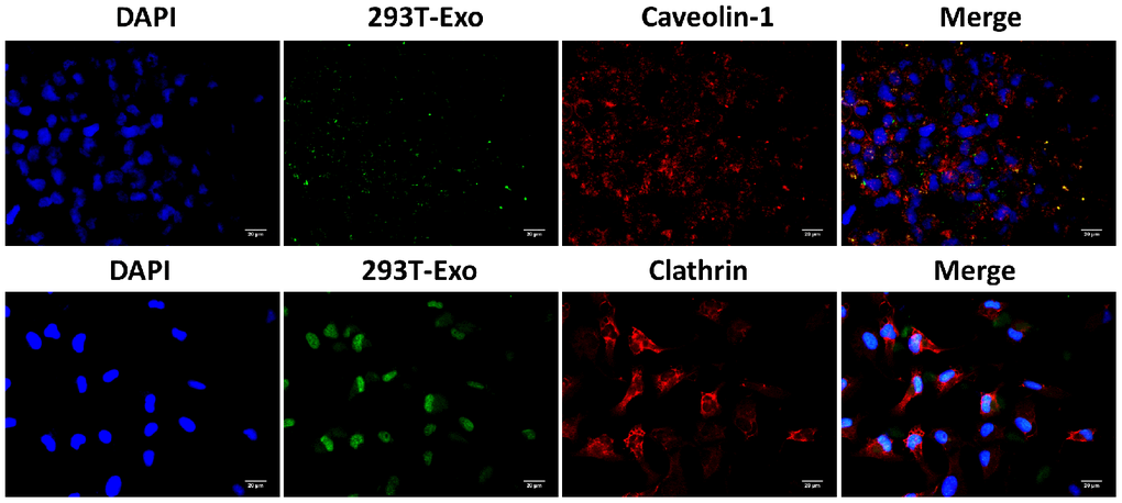 Caveolin-1 was involved in the endocytosis of 293T-Exo by R28 cells. The colocation of 293T-Exo with caveolin-1, but not clathrin, was observed using the fluorescence assay. The nuclei were stained with DAPI (blue), 293T-Exo was stained with fluorescent-tag (green), and the caveolin-1 or clathrin was stained with corresponding antibodies (red), respectively. Scale bar = 20 μm.