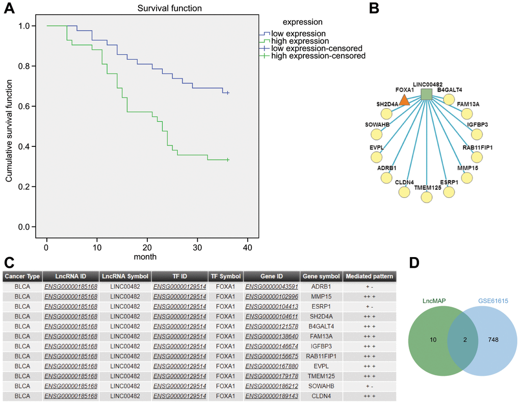 The significance of LINC00482 in bladder cancer. (A) Kaplan-Meier analysis of LINC00482 and survival of bladder cancer patients; (B) the LncRNA-TF-Gene Network obtained by analyzing the triplet formed by LINC00482 and FOXA1 on LncMAP, where the square represented LncRNA, the triangle represented TF and the circle represented gene; (C) the relevant information obtained by analyzing the triplet formed by LINC00482 and FOXA1 on LncMAP; (D) the intersection analysis of genes in triplet and differential genes in GSE61615 on jvenn.