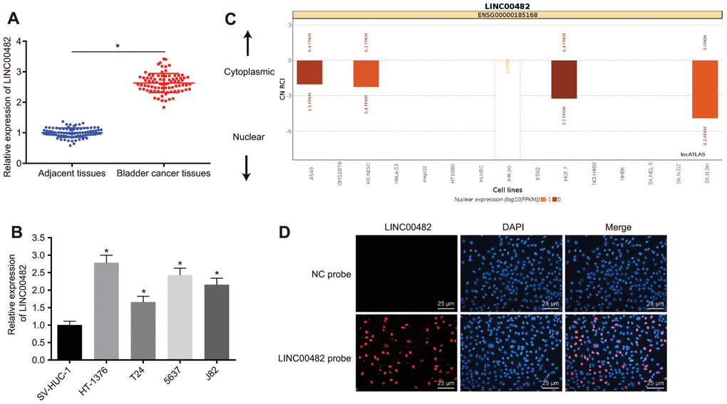 LINC00482 is highly expressed in bladder cancer tissues and cells. (A) The comparison of LINC00482 expression between the bladder cancer and adjacent normal tissues detected by RT-qPCR, n = 84, * p vs. adjacent normal tissues; (B) the expression of LINC00482 in 4 human bladder cancer cell lines and human normal bladder epithelial cells (SV-HUC-1) detected by RT-qPCR, * p vs. SV-HUC-1 cells; (C) the localization of LINC00482 in different cells by online analysis; (D) subcellular localization of LINC00482 detected by RNA-FISH (× 400). The measurement data were presented as mean ± standard deviations. Paired t-test was used for intra-group comparison, while comparisons among multiple groups were analyzed by one-way analysis of variance, followed by Tukey’s post-hoc test. Experiments were repeated three times.