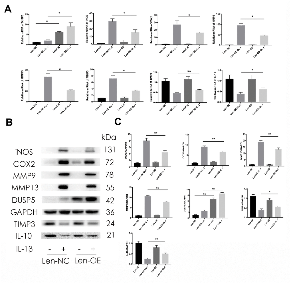 Effect of DUSP5 overexpression on IL-1β-induced gene expression. (A) Levels of DUSP5, iNOS, COX2, MMP9, MMP13, and MMP3 mRNAs measured by reverse transcription-quantitative polymerase chain reaction. (B, C) The protein expression and quantitation of iNOS, COX2, MMP9, MMP13, DUSP5, TIMP3, and IL-10. GAPDH was used as the control. DUSP5 overexpressed chondrocytes were incubated with IL-1β (10 ng/mL) for 24 h. All data are expressed as mean±S.D. (n = 3). *p