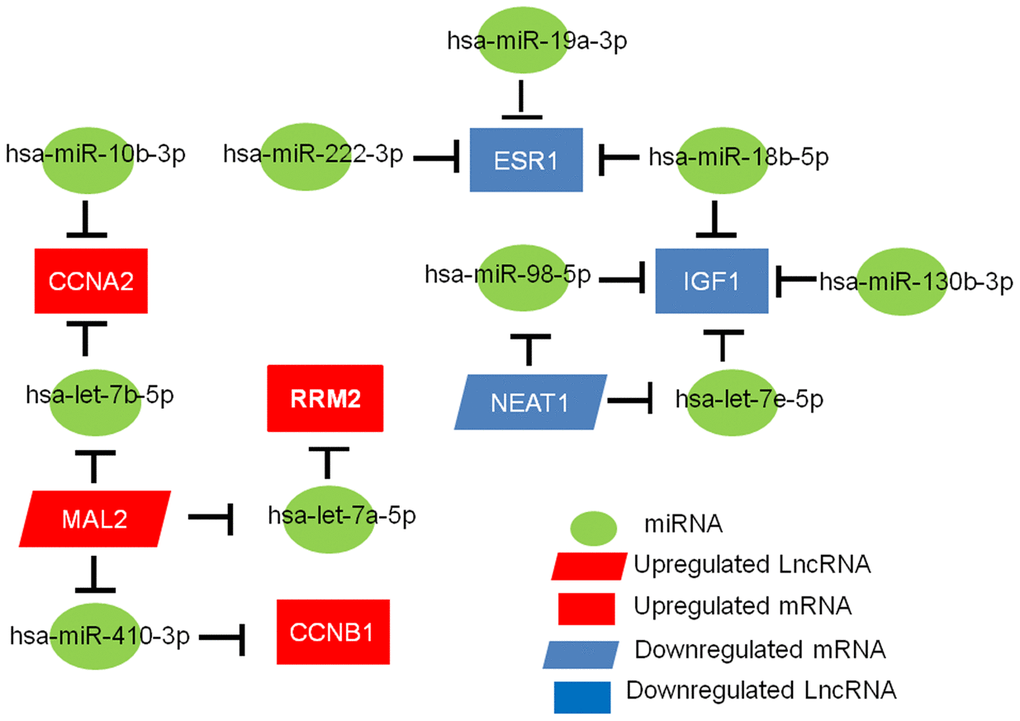 The mRNA-miRNA-lncRNA competing endogenous RNA (ceRNA) network related to the prognosis of TNBC.
