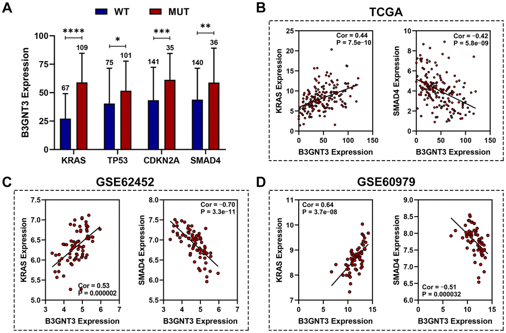 Association between B3GNT3 expression and somatic mutations. (A) KRAS, TP53, CDKN2A, and SMAD4 mutation status were significantly associated with higher expression of B3GNT3. (B–D) Correlation analysis of KRAS, SMAD4, and B3GNT3. PC, pancreatic cancer; TCGA, the Cancer Genome Atlas; WT: wild type; MUT: mutation. (*P value 