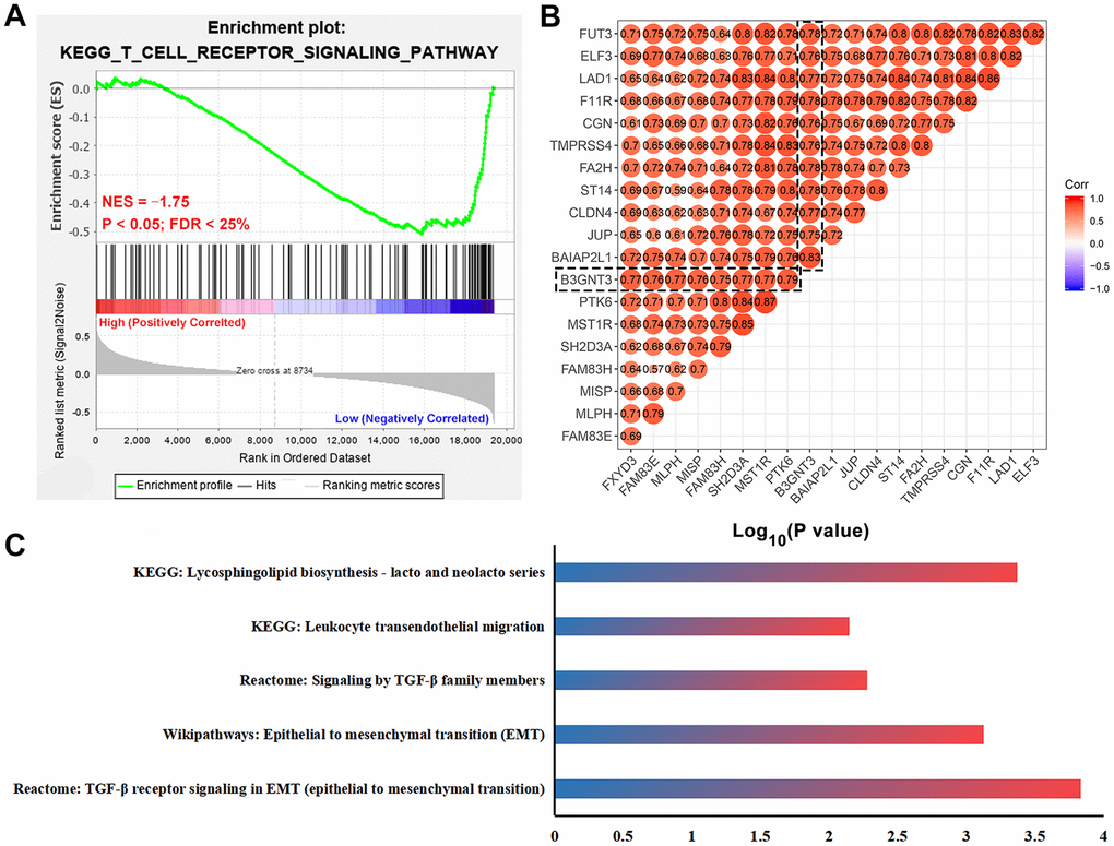 Functional enrichment analysis for B3GNT3. (A) GSEA revealed that T cell receptor signaling pathway related gene set (NES = -1.75, P B3GNT3 expression group. (B) Co-expression analysis for B3GNT3 in the TCGA PC dataset using Pearson correlation coefficients (Pearson correlated coefficient (Cor) > 0.75 or C) Pathway enrichment analysis for B3GNT3. GSEA: gene set enrichment analysis; EMT: epithelial to mesenchymal transition; TCGA, the Cancer Genome Atlas; PC: pancreatic cancer.