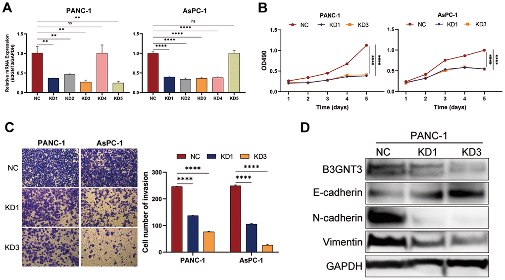 The knockdown of B3GNT3 suppresses the proliferation, invasion, and EMT of PC cells. (A) RT-PCR analysis validated the knockdown of B3GNT3 in PANC-1 and AsPC-1 cells transfected with sh-B3GNT3. (B) Assessment of cell proliferation using the MTT assay. (C) Transwell assay was performed to determine the invasive capacity of PANC-1 and AsPC-1 cells transfected with sh-B3GNT3. (D) WB analysis to investigate the association between B3GNT3 and EMT in PC. PC: pancreatic cancer; EMT: epithelia-mesenchymal transition; WB: western blot. (*p