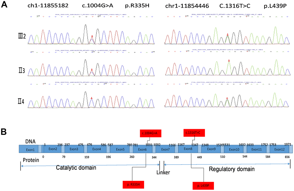 MTHFR exosmic sequencing results of the proband and the parents. (A) MTHFR exosmic sequencing indicates a combined heterozygotic mutation in the proband (III2), the disease-associated mutations 1004G>A(R335H) heredities from the proband’s father (II3) and the p.Leu439Pro (L439P) mutation inherited from her mother (II4). (B) Schematic chart depicting the structure of the MTHRF gene and the protein. The letters highlighted with red box indicate the SNP/mutation sites in the gene and the corresponding amino acid residuals.