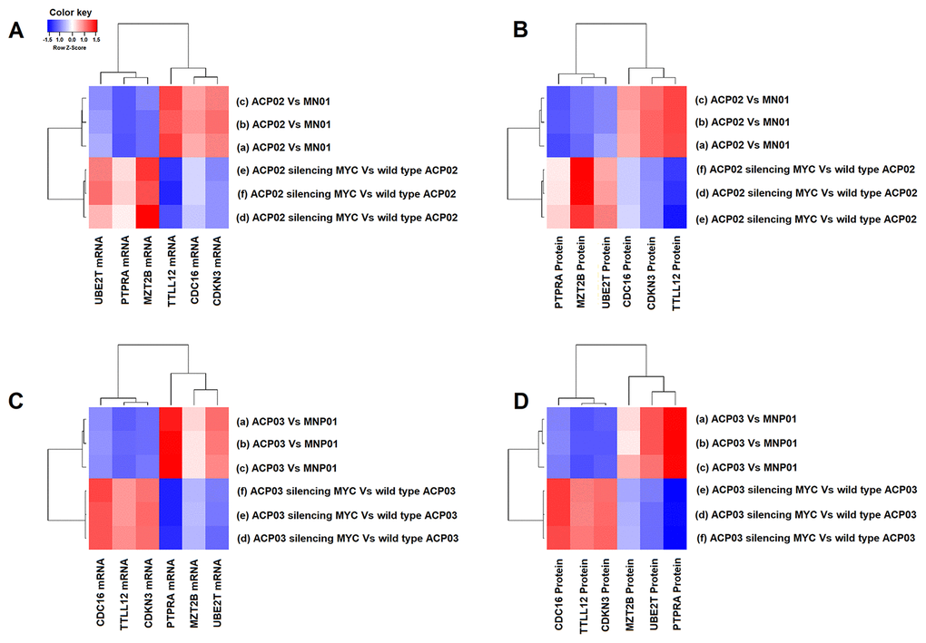 Effect of MYC silencing on gene and protein expression in ACP02 and ACP03. The heat maps with hierarchical grouping show how the levels of gene and protein expression of TTLL12, CDKN3, CDC16, PTPRA, MZT2B, UBE2T are related to MYC in the ACP02 (A) and (B) and ACP03 (C) and (D). All comparisons were made concerning non-neoplastic gastric mucosa MNP01. Z-score was the metric applied to test the clustering between genes. Blue gradients represent a lower Z-score (genes with a lower level of expression) and red gradients represent a higher Z-score (genes with a higher level of expression).
