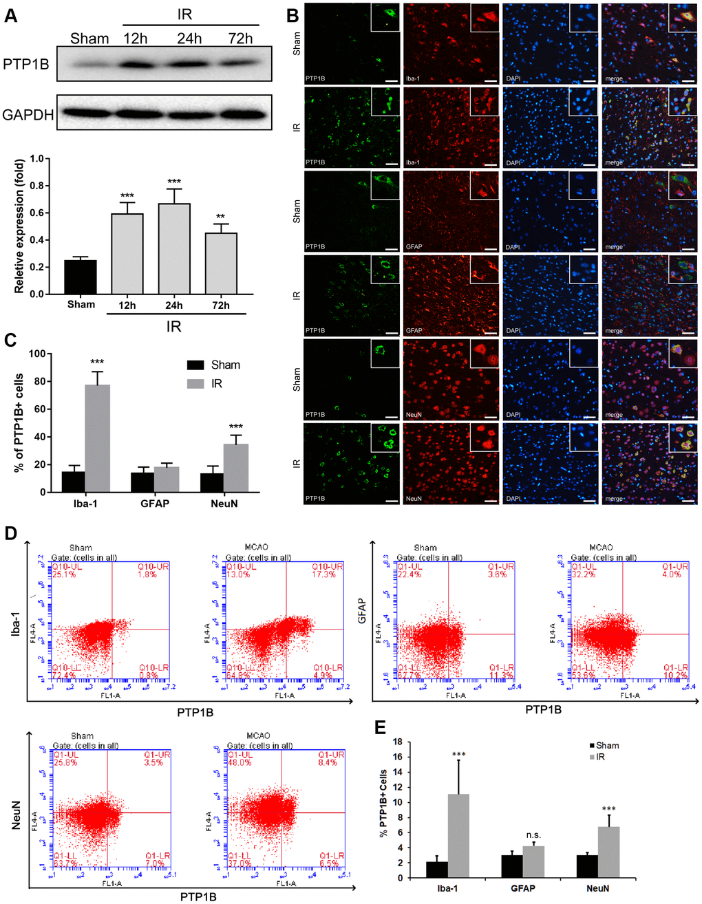 Upregulation of PTP1B protein expression after cerebral ischemia/reperfusion (IR) injury. (A) PTP1B protein was detected by western blot in the rat ipsilateral cortex 12, 24, and 72 h after cerebral IR injury, and was normalized to GAPDH. Quantitative results of relative band density are presented as the mean ± SEM (n = 4 per group). (B) Double immunofluorescence staining to detect cell type distribution of PTP1B in microglia (Iba-1), astrocytes (GFAP), and neurons (NeuN) in ipsilateral cerebral cortex 24 h after cerebral IR injury. Scale bar = 50 μm. (C) Quantitative analysis of the percentage of PTP1B-positive cell in microglia, astrocytes, and neurons after cerebral IR injury are presented as the mean ± SEM (n = 6 per group). (D) Flow cytometry to determine the cell type ratio of PTP1B in ipsilateral cortical microglia (Iba-1), astrocytes (GFAP), and neurons (NeuN) 24 h after cerebral IR injury. (E) Quantitative analysis of (D). The results are presented as the mean ± SEM (n = 5 per group). *p p p 