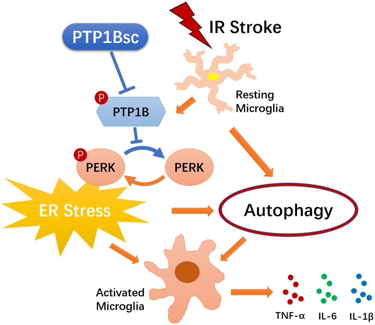 PTP1B inhibitor alleviates deleterious microglial activation and ...
