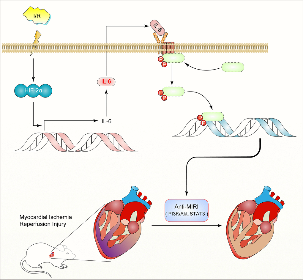 Diagram of the mechanism: HIF2α -dependent induction of IL-6 protects the heart from ischemia/reperfusion injury.