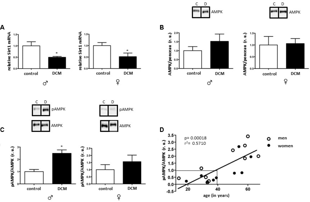 Effects of DCM on Sirt1 expression and AMPK phosphorylation in older patients. Expression analysis of Sirt1 mRNA (A), total AMPK (B) and phosphorylated AMPK (Thr172) (C) performed with human cardiac tissue lysates from old control (non-diseased) and DCM men (♂) and women (♀). Data are means ± SEM (n= 5). Representative imaging of western blot analysis; the lanes were run in two gels. All data were normalized to the corresponding control and expressed in relative units (r.u.). (D) Linear regression analysis between pAMPK/AMPK ratio (dependent variable) and age (explanatory variable) was performed with function lm() in R. pAMPK/AMPK values were obtained from old and young male and female hearts diagnosed with DCM.