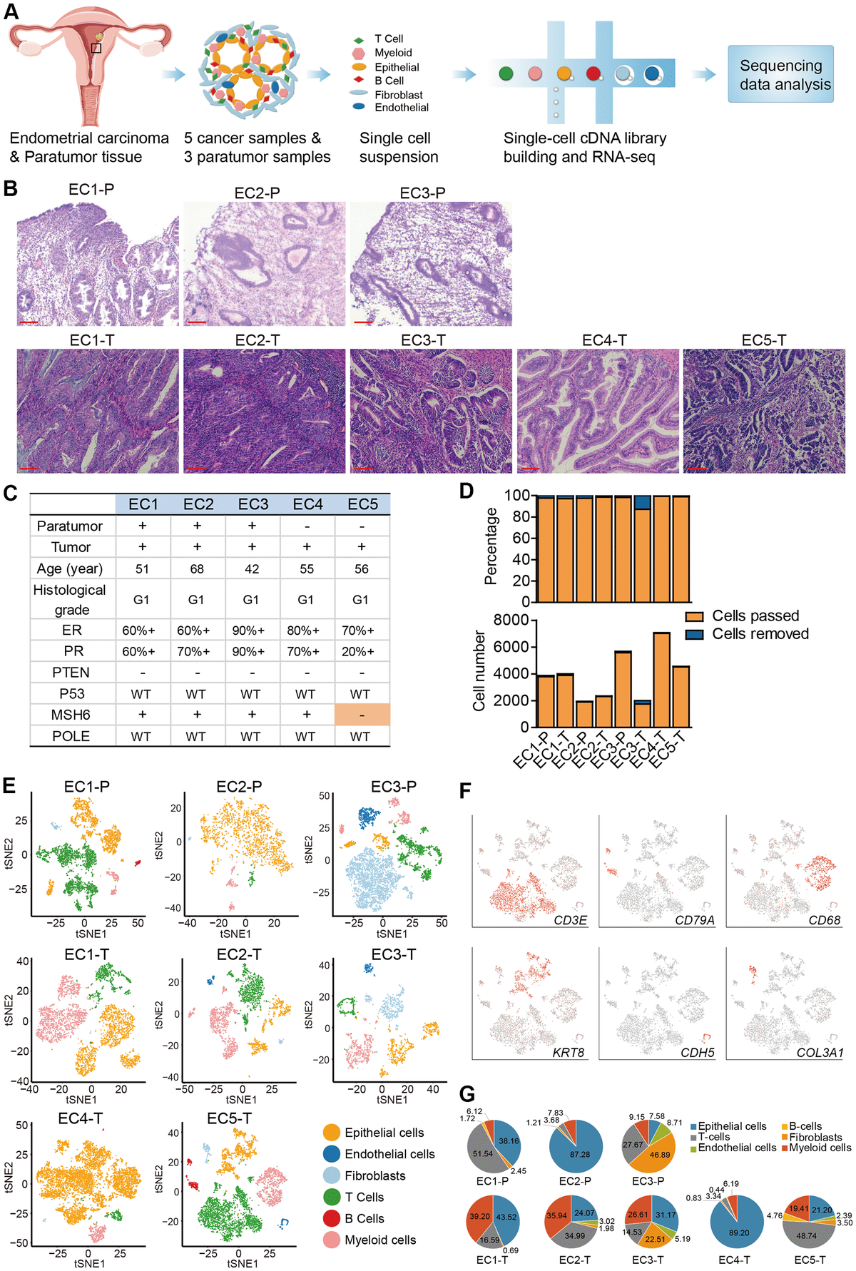 Phenotyping Of Immune And Endometrial Epithelial Cells In Endometrial ...