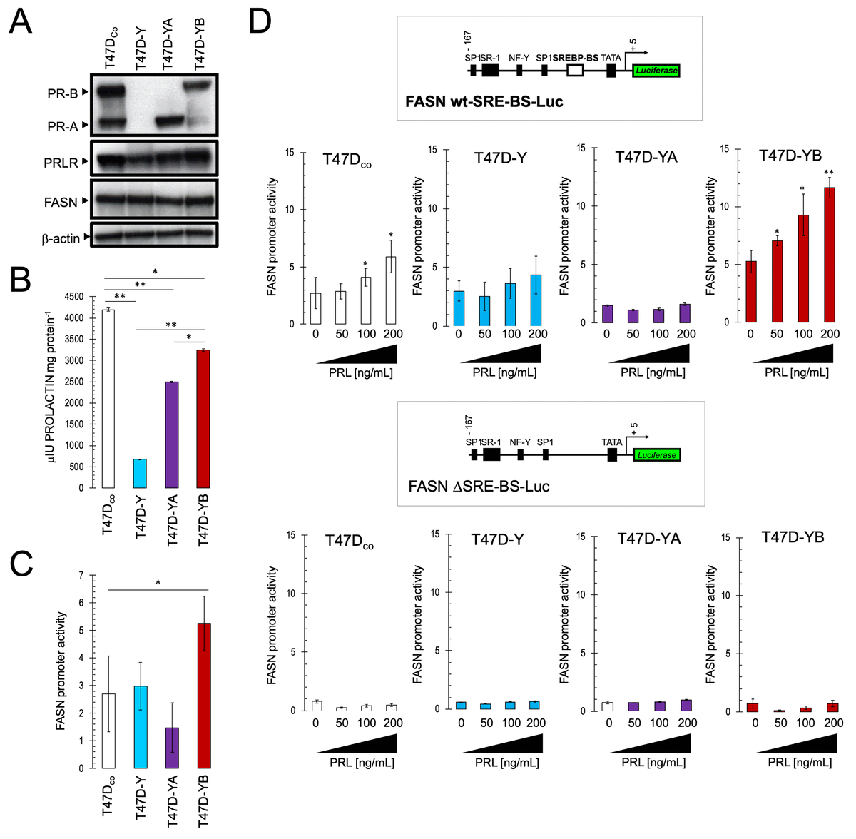 Progesterone receptor isoform-dependent cross-talk between prolactin ...