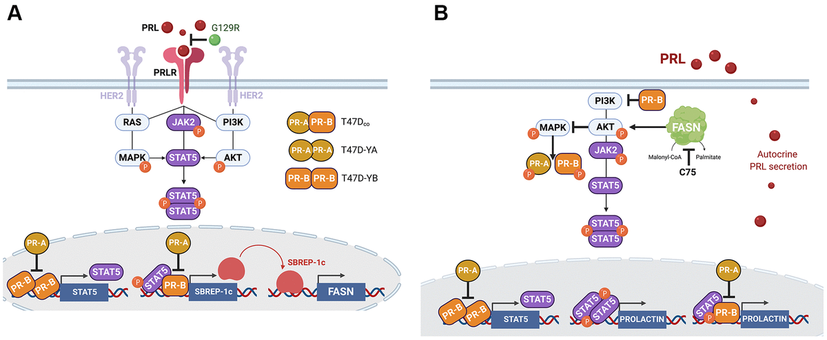 Progesterone receptor isoform-dependent cross-talk between prolactin ...