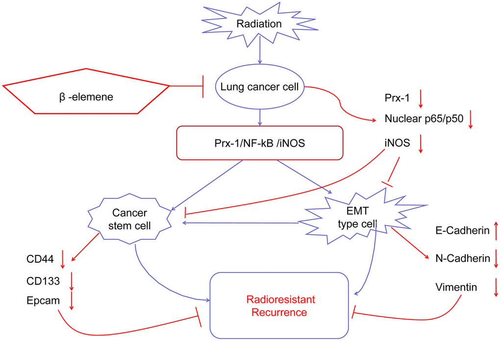 Working model of β-elemene and RT on tumor growth in NSCLC cells.