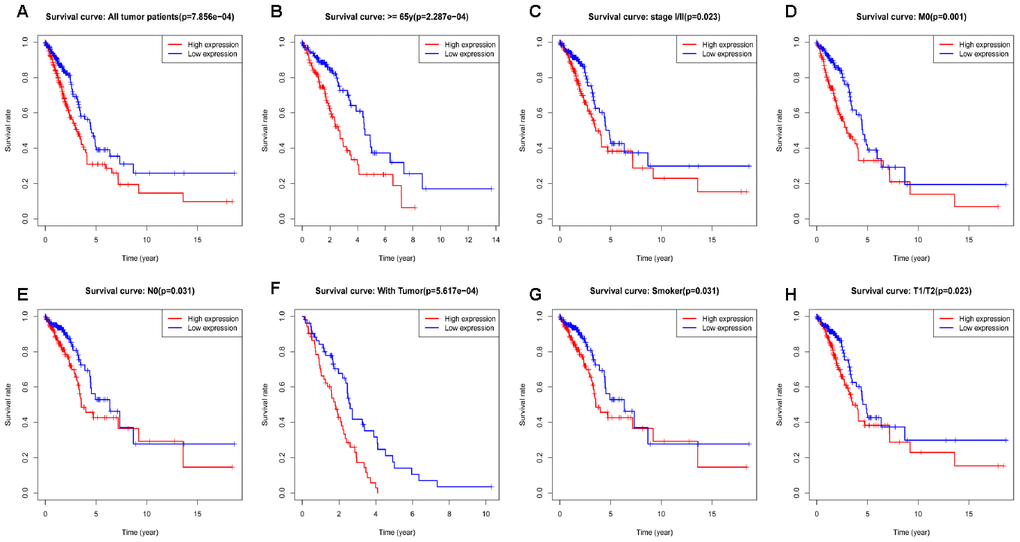 Kaplan-Meier curve for overall survival in lung adenocarcinoma. (A) Kaplan-Meier curve for RRM2 in all tumor patients; (B–H) Subgroup analysis for age greater than 65 years, stage I/II, M0, N0, with tumor, smoker, and T1/T2.