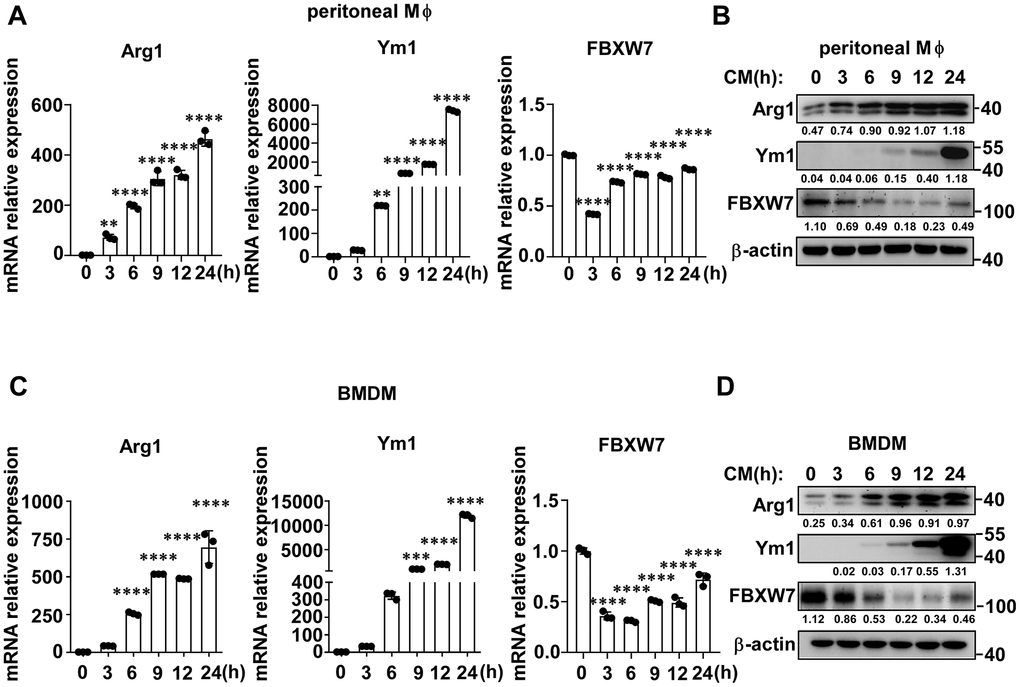 FBXW7 expression decreases in M2-like TAMs. (A, B) Peritoneal macrophages were stimulated with conditioned medium containing LLC supernatant for the indicated time periods. The mRNA (A) and protein (B) expression levels of Arg1, Ym1, and FBXW7 were measured by qRT-PCR and immunoblotting, respectively. (C, D) BMDMs were incubated in conditioned medium, and the mRNA (C) and protein (D) expression levels of Arg1, Ym1, and FBXW7 were measured by qRT-PCR and immunoblotting. Data are shown as the mean ± SD and are representative of three independent experiments. n=3. **P P P A, C)).
