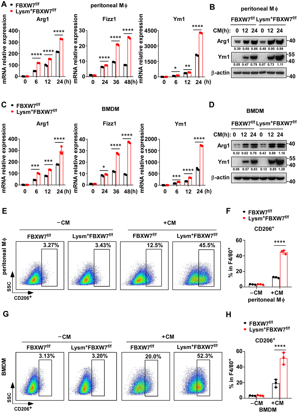 FBXW7 knockout facilitates M2 macrophage polarization in a tumor microenvironment-mimicking condition. (A) Peritoneal macrophages extracted from FBXW7f/f and Lysm+FBXW7f/f mice were treated with conditioned medium containing LLC supernatant. The mRNA expression of Arg1, Fizz1, and Ym1 were analyzed by qRT-PCR. (B) The protein levels of Arg1 and Ym1 in wild-type and FBXW7-knockout peritoneal macrophages were detected by immunoblotting after conditioned medium stimulation. (C, D) The mRNA (C) and protein (D) expression of Arg1, Fizz1, and Ym1 were analyzed by qRT-PCR and western blotting, respectively, in BMDMs incubated with conditioned medium. (E, F) Flow cytometry analysis (E) and statistical analysis (F) of the percentage of M2 macrophages (CD206+) in wild-type and FBXW7-knockout peritoneal macrophages stimulated with conditioned medium (n = 3 per group). (G, H) Flow cytometry analysis (G) and statistical analysis (H) of the percentage of M2 macrophages (CD206+) in wild-type and FBXW7-knockout BMDMs stimulated with conditioned medium (n = 3 per group). Data are shown as the mean ± SD and are representative of three independent experiments. *P P P P A, C, F, H)).