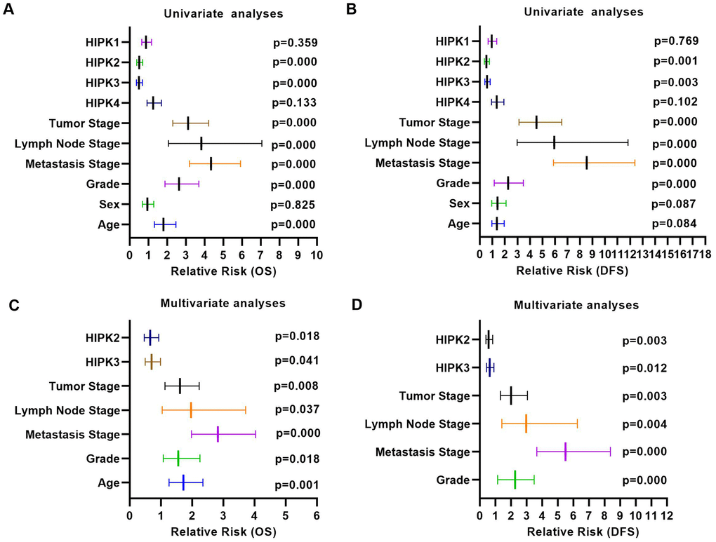 Univariate analysis and multivariate analysis results of ccRCC with HIPKs expression. (A) Univariate analysis showed that HIPK2 and HIPK3 were related to OS and DFS. (A) Multivariate analysis showed that HIPK2 and HIPK3 were related to OS and DFS. HIPK, Homeodomain interacting protein kinases.