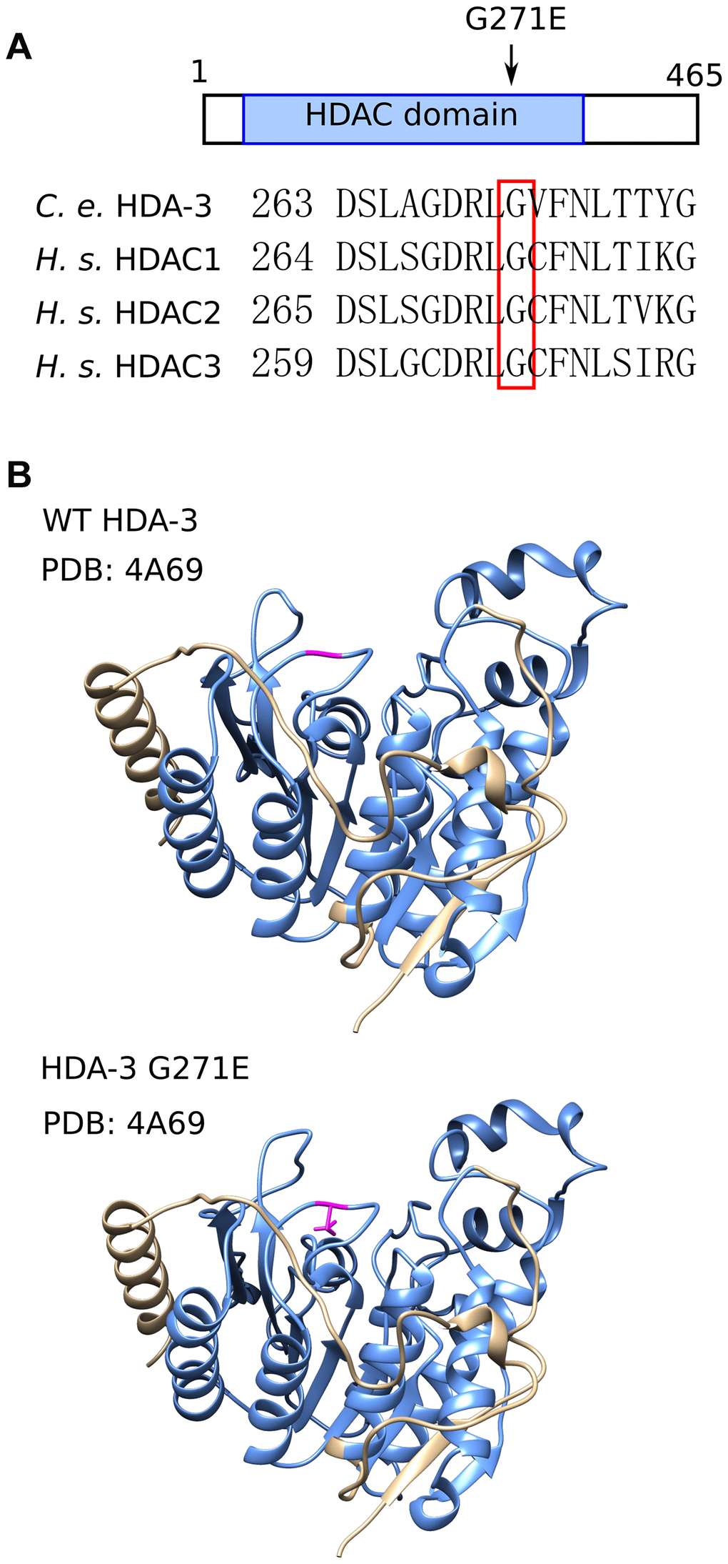 HDA-3 G271E missense mutation occurs at evolutionarily conserved residue. (A) (Top) Depiction of hda-3(ix241) mutation site in HDA-3 protein. (Bottom) Alignment of amino acid sequences centered around G271E mutation site in C. elegans HDA-3, H. sapiens HDAC1, HDAC2 and HDAC3. (B) (Top) Structural modeling of C. elegans WT HDA-3 based on PDB: 4A69 from H. Sapiens HDAC3. (Bottom) Structural modeling of C. elegans HDA-3 G271E based on PDB: 4A69 from H. Sapiens HDAC3. Mutated glutamic acid residue is shown in magenta. HDAC domain is indicated in blue.