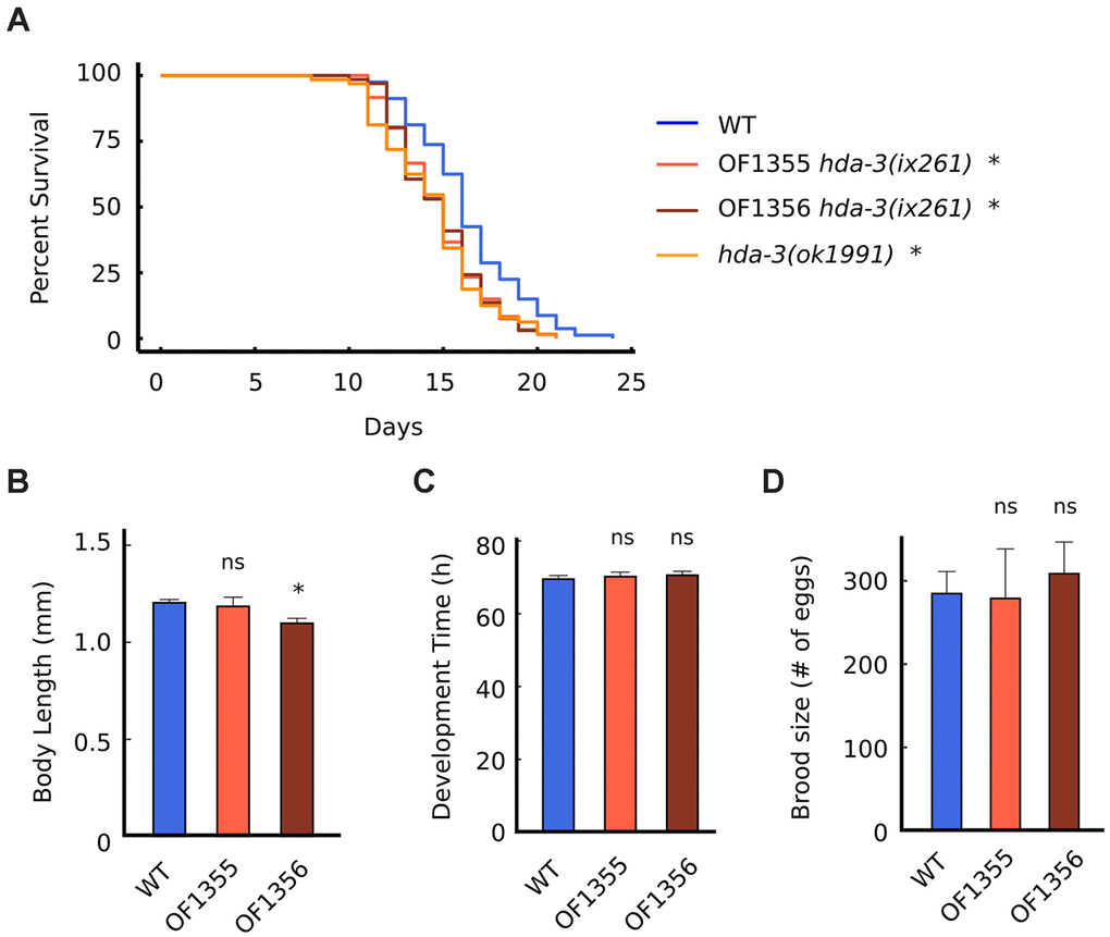 HDA-3 mutation leads to shortened lifespan. (A) Lifespan of WT (N = 80), OF1355 hda-3(ix261) (N=60), OF1356 hda-3(ix261) (N=66), and hda-3(ok1991) worms (N = 64). (B) Body length of WT, OF1355 hda-3(ix261), and OF1356 hda-3(ix261) worms. N = 10-17 worms per strain. (C) Development time of WT, OF1355 hda-3(ix261), and OF1356 hda-3(ix261) worms. N = 8-10 worms per strain. (D) Brood size of WT, OF1355 hda-3(ix261), and OF1356 hda-3(ix261) worms N = 5-6 worms per strain. *p 