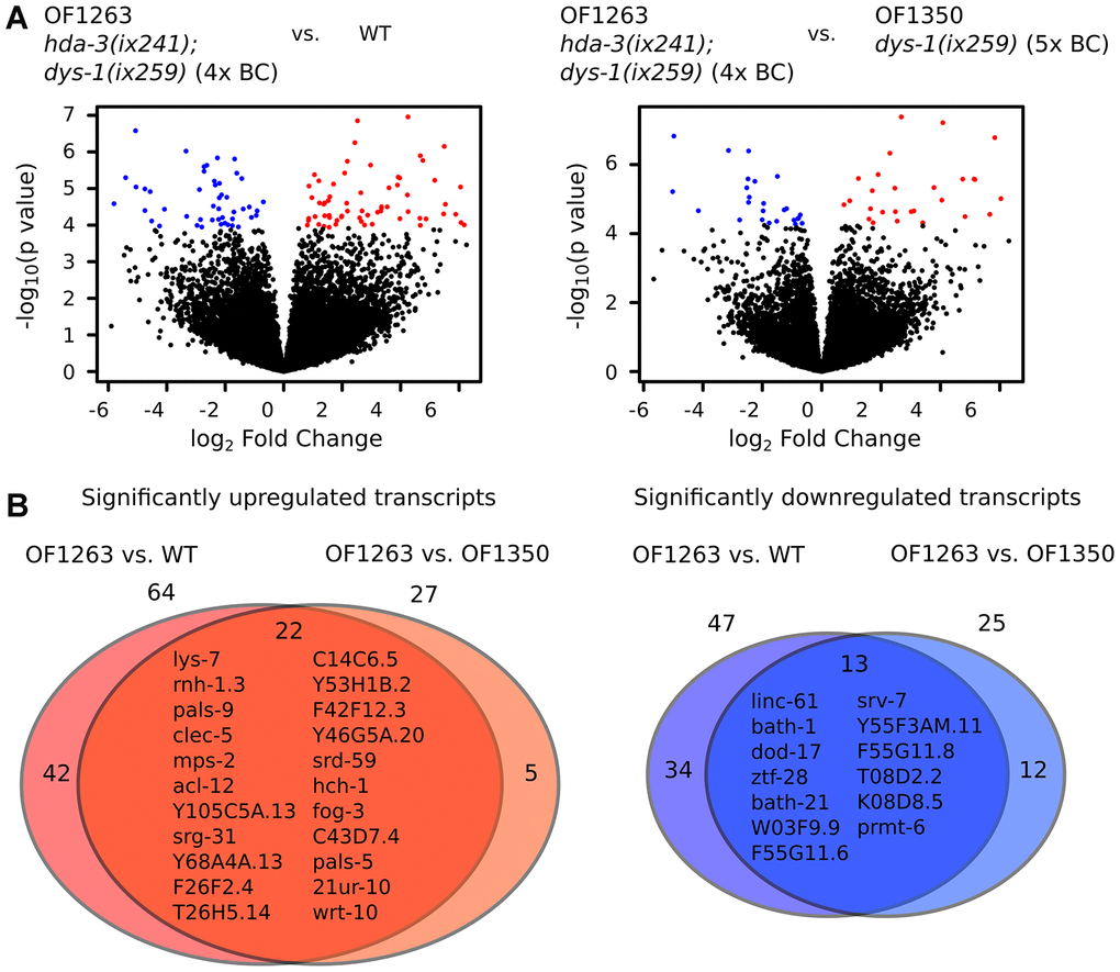 Gene expression is dysregulated in hda-3 mutant. (A) (Left) Volcano plot of differential expression of transcripts from OF1263 hda-3(ix241);dys-1(ix259) (4x BC) vs. WT worms. (Right) Volcano plot of differential expression of transcripts from OF1263 hda-3(ix241);dys-1(ix259) (4x BC) vs. OF1350 dys-1(ix259) (5x BC) worms. Blue points indicate downregulated genes and red points indicate upregulated genes with q value p value). (B) (Left) Venn diagram of number of significantly upregulated transcripts with q Right) Venn diagram of number of significantly upregulated and downregulated transcripts with P 
