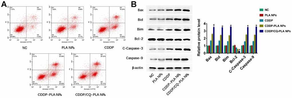 CDDP/CQ-PLA NPs induces caspase-dependent apoptosis. (A) Cell apoptosis in CAL-27 using Annexin-V/PI assay; (B) Western blot of Bax, Bid, Bim, Bcl-2, Caspase-3, and Caspase-9, β-actin as reference. *P 