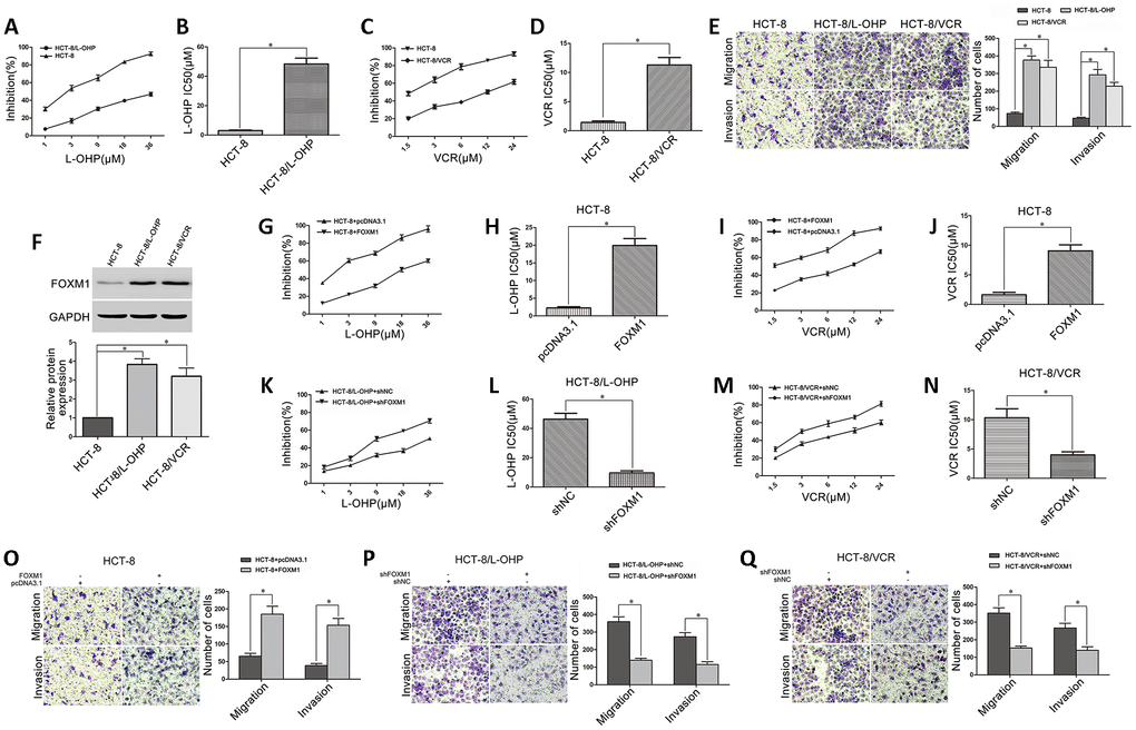 The role of FOXM1 in metastasis and drug-resistance of CRC cells. (A) The sensitivities of HCT-8 and HCT-8/L-OHP cells to oxaliplatin were assessed using MTT assays. (B) The IC50 of oxaliplatin in HCT-8 and HCT-8/L-OHP cells. (C) The sensitivities of HCT-8 and HCT-8/VCR cells to vincristine. (D) The IC50 of vincristine in HCT-8 and HCT-8/VCR cells. (E) The migratory and invasive behaviors of HCT-8, HCT-8/L-OHP and HCT-8/VCR cells were examined using transwell and matrigel invasion assays. (F) Western blotting for FOXM1 expression in HCT-8, HCT-8/L-OHP and HCT-8/VCR cells. GAPDH was used as the internal control, and the relative quantitation of FOXM1 expression was normalized against GAPDH using Image J analysis. The oxaliplatin sensitivity and IC50 (G, H), as well as the vincristine sensitivity and IC50 (I, J) in HCT-8 cells transfected with pcDNA3.1 or pcDNA3.1-FOXM1. (K, L) The oxaliplatin sensitivity and IC50 in HCT-8/L-OHP cells transfected with shNC or shFOXM1. (M, N) The vincristine sensitivity and IC50 in HCT-8/VCR cells transfected with shNC or shFOXM1. The migratory and invasive behaviors were examined using transwell and matrigel invasion assays in HCT-8 cells transfected with pcDNA3.1 or pcDNA3.1-FOXM1 (O), in HCT-8/L-OHP and HCT-8/VCR cells transfected with shNC or sh-FOXM1 (P, Q). Data are expressed as mean ± SD of three independent experiments. *P 