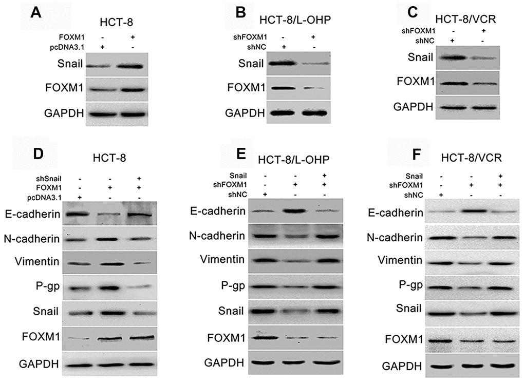 FOXM1 triggered EMT-like molecular changes and P-gp expression via up-regulating Snail. Western blotting for expressions of Snail and FOXM1 in HCT-8 cells transfected with pcDNA3.1 or pcDNA3.1-FOXM1 for 72 h (A), HCT-8/L-OHP and HCT-8/VCR cells transfected with shNC or shFOXM1 for 72 h (B, C). The expressions of E-cadherin, N-cadherin, Vimentin, P-gp, Snail and FOXM1 in HCT-8 cells transfected with pcDNA3.1, pcDNA3.1-FOXM1, or pcDNA3.1-FOXM1 plus shSnail for 72 h (D), HCT-8/L-OHP and HCT-8/VCR cells transfected with shNC, shFOXM1, or shFOXM1 plus pcDNA3.1-Snail (E, F). In each case, the blot is representative of immunoblots resulting from three separate experiments.