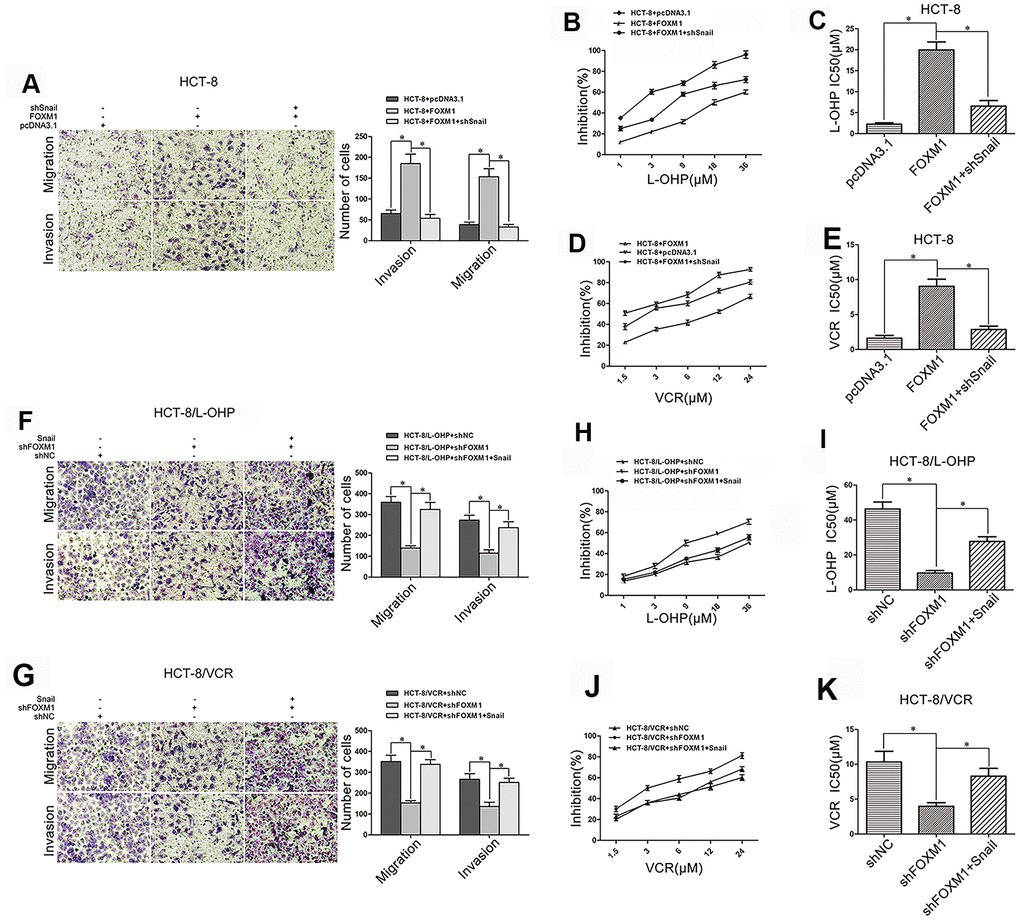 FOXM1 induced metastasis and chemoresistance of CRC via Snail. Transwell and matrigel invasion assays for migratory and invasive behaviors (A), and MTT assay for oxaliplatin (B, C) and vincristine (D, E) sensitivity and IC50 in HCT-8 cells transfected with pcDNA3.1, pcDNA3.1-FOXM1, or pcDNA3.1-FOXM1 plus shSnail for 72 h, as indicated. Transwell and matrigel invasion assays for migratory and invasive behaviors (F, G), and MTT assay for oxaliplatin (H, I) or vincristine (J, K) sensitivity and IC50 in HCT-8/L-OHP or HCT-8/VCR cells transfected with shNC, shFOXM1, or shFOXM1 plus pcDNA3.1-Snail for 72 h, as indicated. Data are expressed as mean ± SD of three independent experiments. *P 