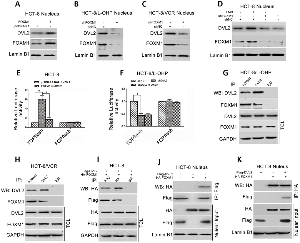 FOXM1 bound to DVL2 and enhanced its nuclear translocation. Western blotting for the nuclear DVL2 and FOXM1 expressions in HCT-8 cells transfected with pcDNA3.1 or pcDNA3.1-FOXM1 (A), HCT-8/L-OHP and HCT-8/VCR cells transfected with shNC or shFOXM1 (B, C), HCT-8 cells treated with or without 50 ng/ml LMB for 12 h in presence of shNC or shFOXM1 transfection for 72 h (D), as indicated. Dual-luciferase reporter assay for TOPflash and FOPflash luciferase activity in HCT-8 cells transfected with pcDNA3.1, pcDNA3.1-FOXM1, or pcDNA3.1-FOXM1 plus shDVL2 for 48 h (E), HCT-8/L-OHP cells transfected with shNC, shDVL2, or shDVL2 plus pcDNA3.1-FOXM1 for 48 h (F). The relative luciferase activity was normalized against Renilla reporter pRL-SV40 activity. Coimmunoprecipitation (Co-IP) of endogenous FOXM1 and DVL2 in HCT-8/L-OHP cells and HCT-8/VCR cells (G, H). Co-IP of fusion protein HA-FOXM1 and Flag-DVL2 in total cellular lysates (TCL) and nuclear fractions in HCT-8 cells transfected with pcDNA3.1-HA-FOXM1 and/or pcDNA3.1-Flag-DVL2 for 72 h (I–K). In each case, the blot is representative of immunoblots resulting from three separate experiments. Data are expressed as mean ± SD of three independent experiments. *P 