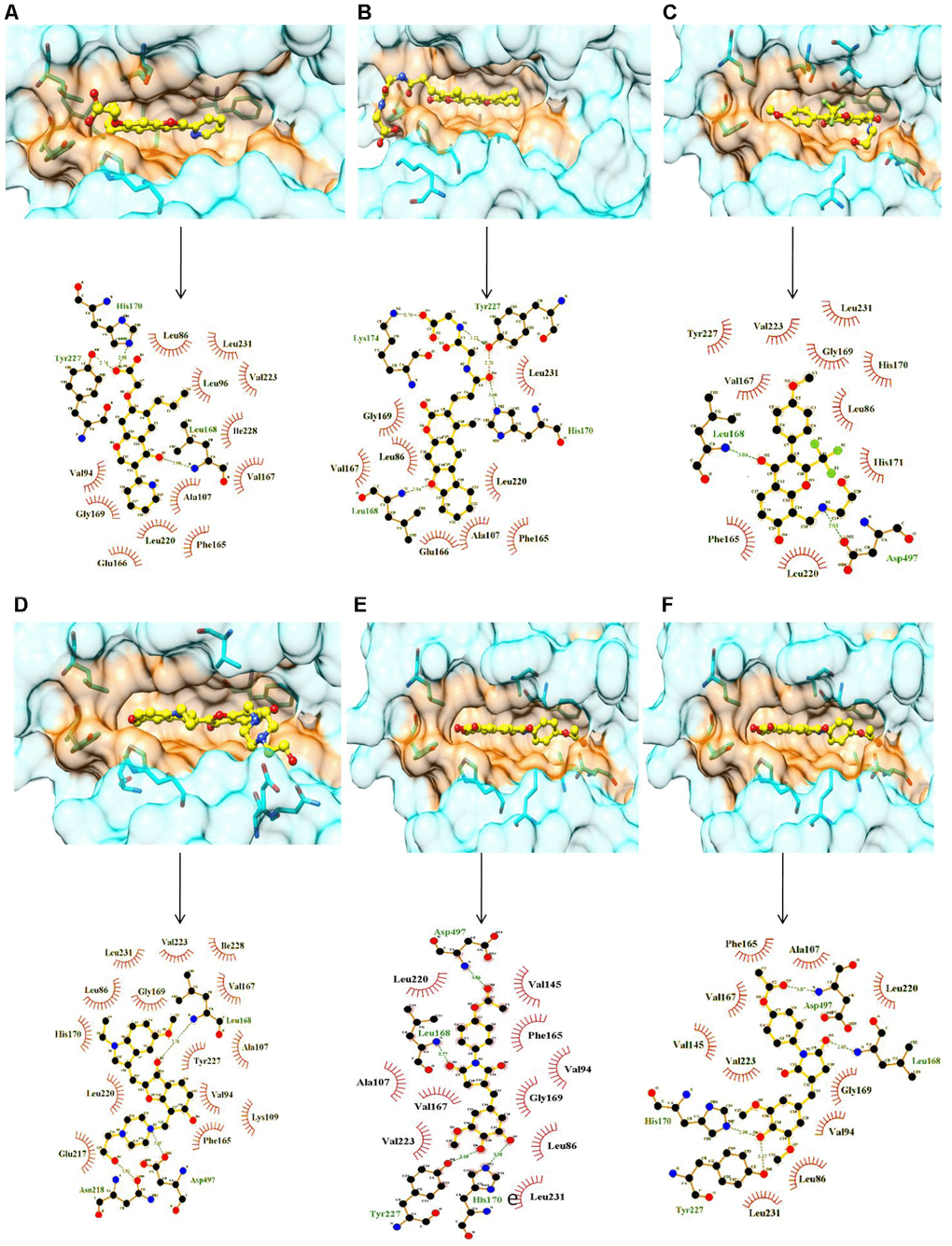 Surface and ligplot diagrams showing docking and binding interactions of selected compounds at the ATP site of SRPK1. (A) Compound C01, (B) Compound C02, (C) Compound C03, (D) Compound C04, (E) Compound C05, (F) Compound C06. All compounds occupied the similar space in the binding site. It is noteworthy to observe the additional unique Interactions of compound C02 with His170, Tyr227 and Lys174 amino acid residues of SRPK1.