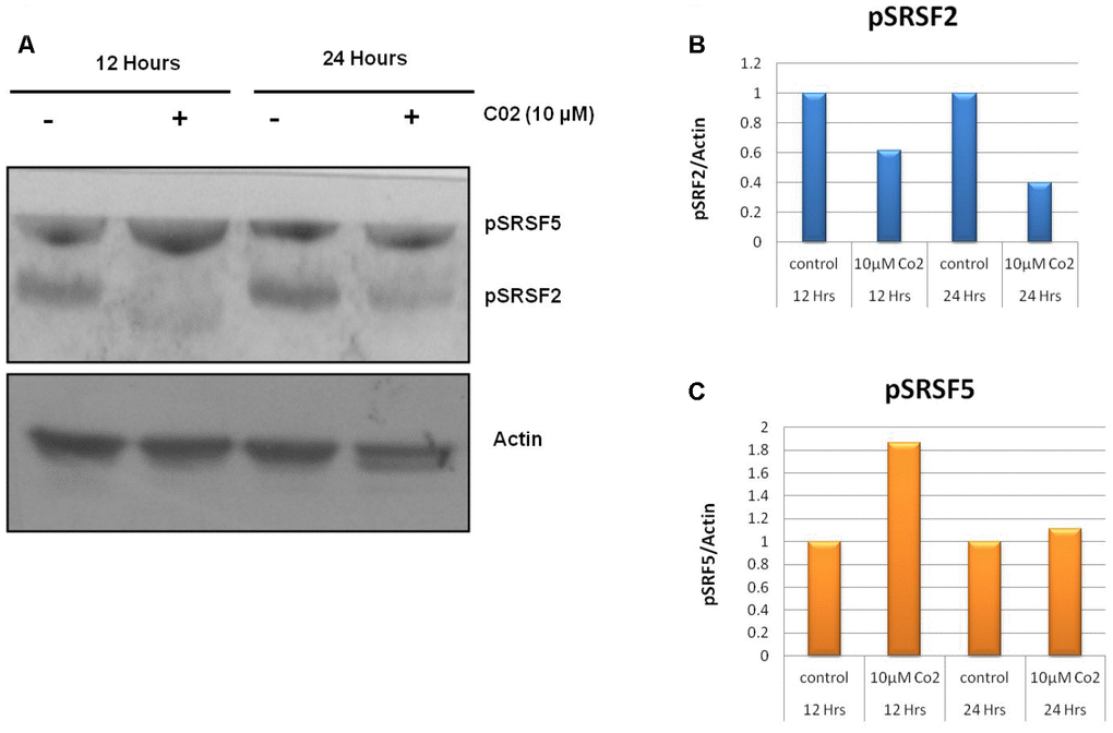 Effects of compound C02 on the SRPK1 mediated phosphorylation of SR proteins. (A) Western blotting analysis after treatment with compound C02 (10 μM) and negative control (DMSO) for 12 and 24 h on Jurkat cells is shown. SR protein phosphorylation was detected using mAb1H4, which recognizes phosphorylated serine arginine epitopes present on SR factors. The blot was re-probed with actin to be used as endogenous control. (B, C) The protein bands were also determined relative to the endogenous control Actin by using densitometry software.