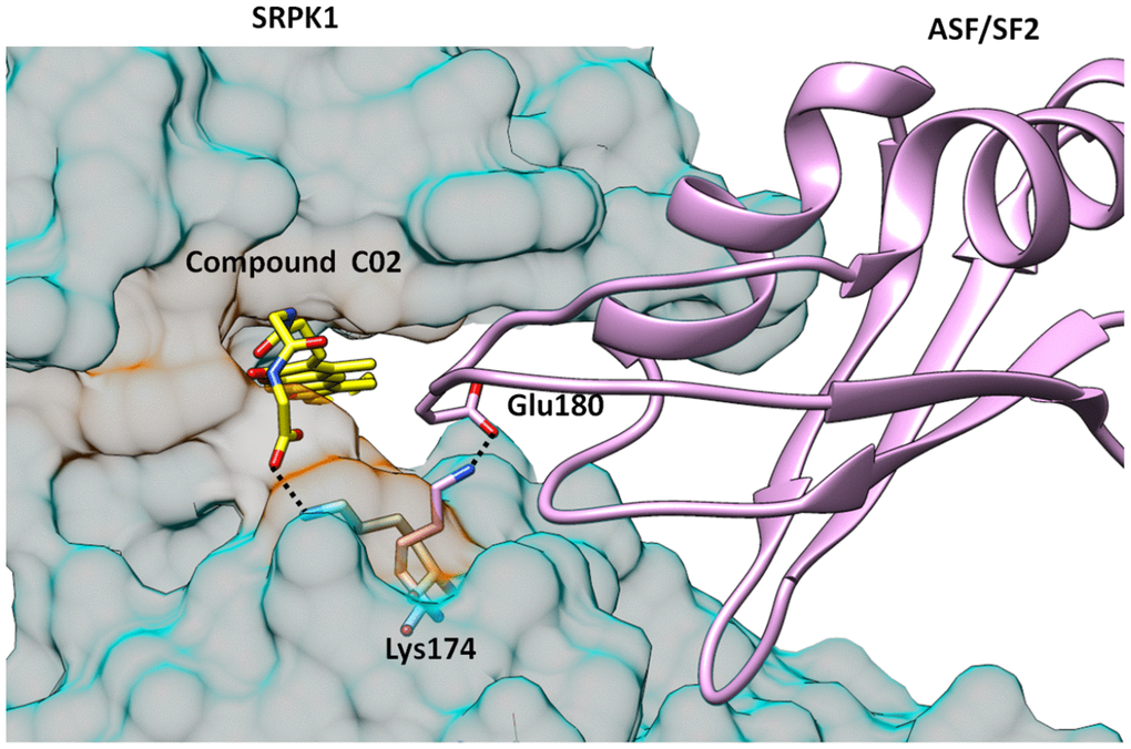 Structure of SRPK1-compund C02 complex is superimposed with SRPK1-ASF/SF2 complex. It is clearly seen that C02 has interrupted the complex formation by engaging Lys174 which forms critical attractive interaction with Glu170 of ASF/SF2. Lys174 is rotated almost 2-folds towards ATP binding site and is unavailable to form salt bridge interactions with Glu170 of ASF/SF2.