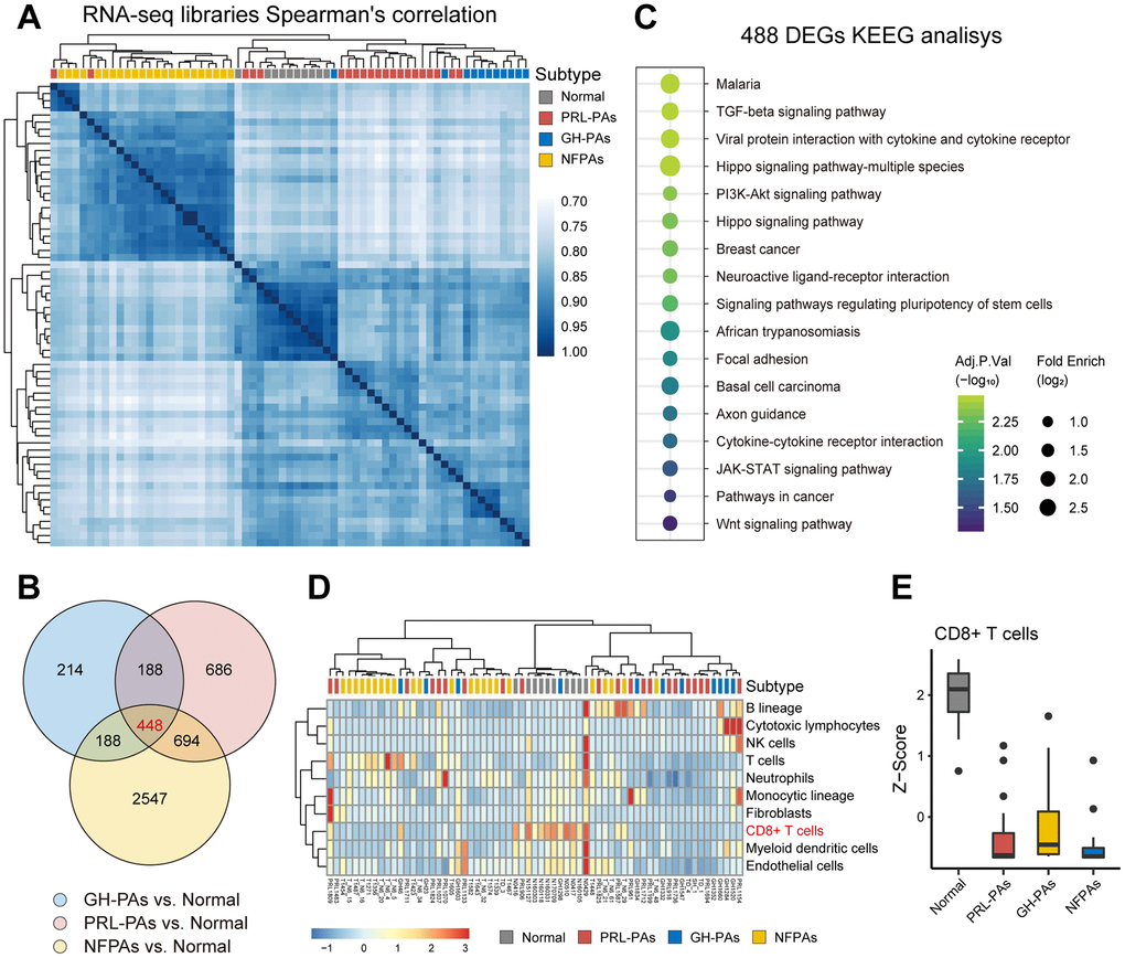 The transcriptional landscape of PAs. (A) Correlation heatmap of transcriptomic similarity among 21 PRL-PAs, 11 GH-PAs, 23 NFPAs and 9 normal pituitary tissues (Normal). Pituitary adenoma subtype is indicated by the color bar above the heatmap. (B) Venn diagram showing the intersection of DEGs among three subtypes of PAs vs. Normal. DEGs were identified by the R package DESeq2 under the cutoff of adjusted P value C) KEGG pathway enrichment analysis of 448 overlapping DEGs, the dot plot shows pathways with an adjusted P value D) The infiltration of eight subtypes of immune cell populations and two endothelial cell types in PA samples and normal pituitary tissues was evaluated using the expression levels of cell type specific markers using the MCP-counter [38]. The abundances of each cell types were normalized by z transformation across samples. (E) Boxplots of z score from Figure 1D showing the reduced infiltration of CD8+ T cells was reduced across PA subtypes compared to normal pituitary tissues.